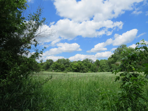 Lost Nation State Game Area wildlife opening