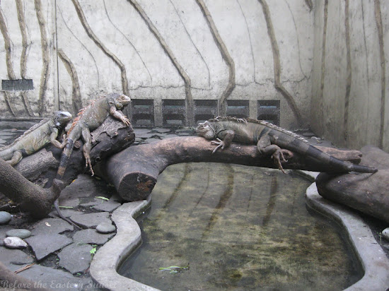 Iguana of Manila Zoo