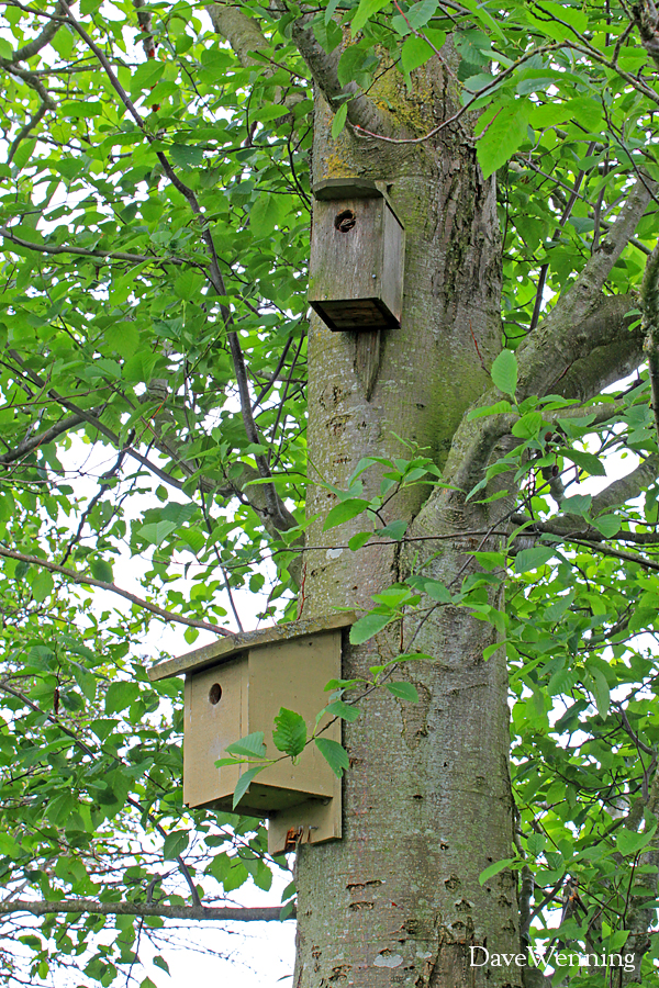 The Nest Box Trail