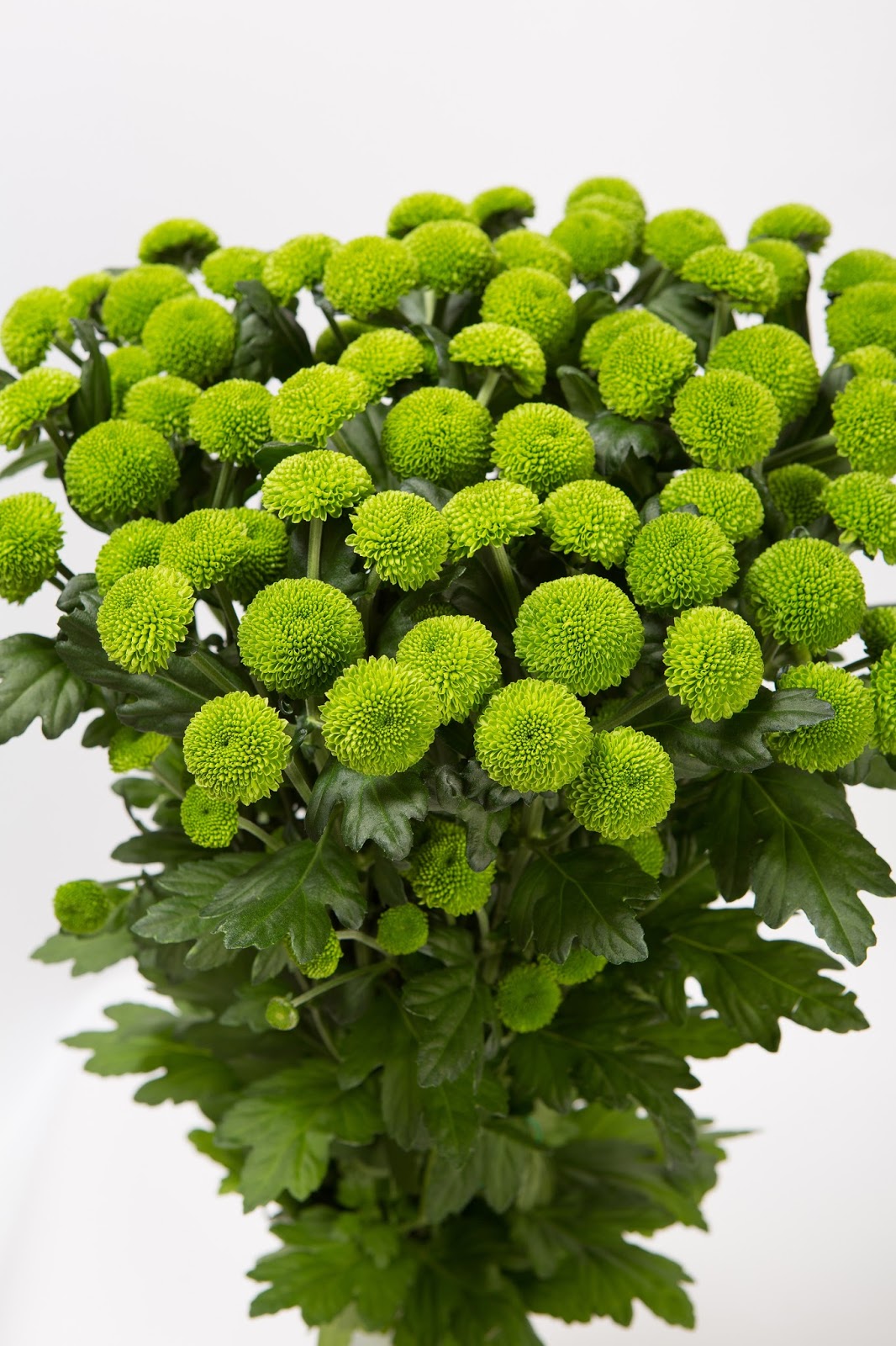 Всё о бегониях и не только... Chrysanthemum 'Code Green' и другие