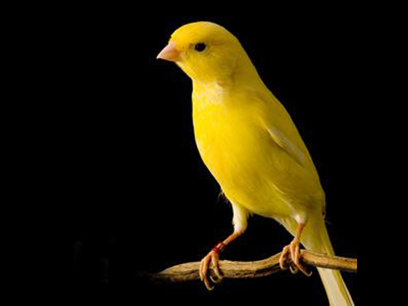 Aviário Santa Tereza D'avila Canário Belga