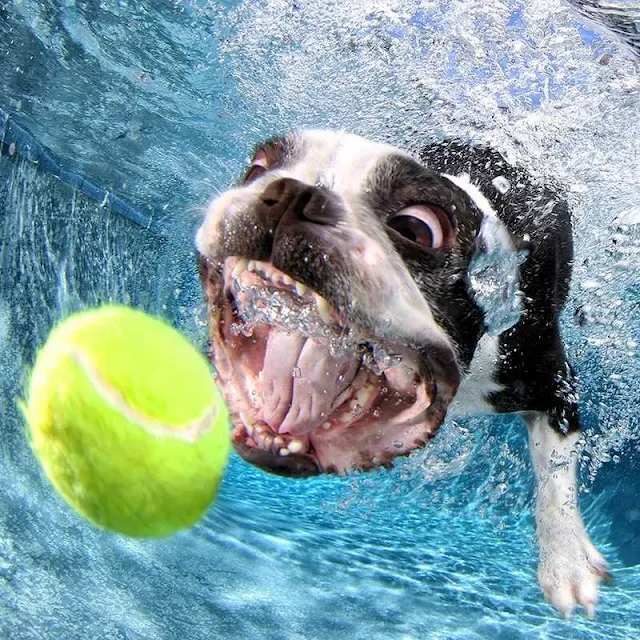 Underwater dog