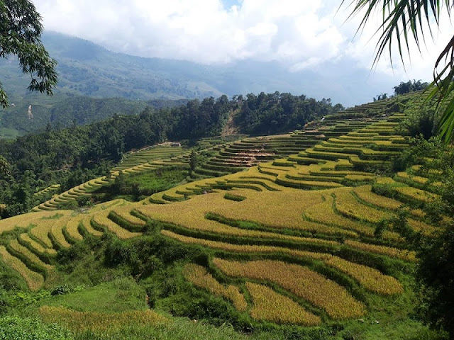 Marvel at the magnificent beauty of terraced fields at Northern Vietnam 2