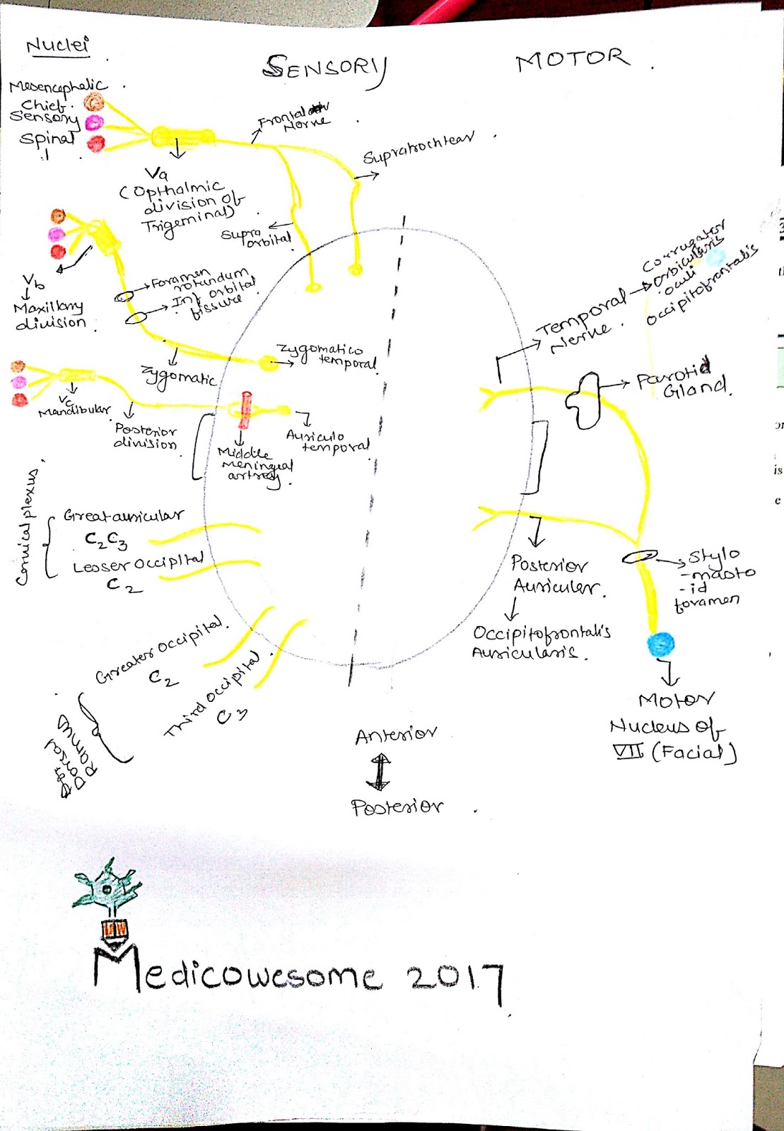 Medicowesome: Blood Supply And Nerve Supply of the Scalp