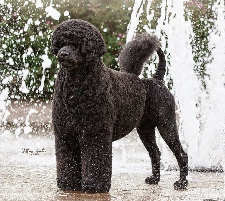 The Portuguese Water Blog Standards