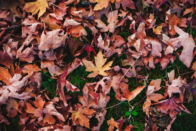 Pile of orange and brown leaves on the ground
