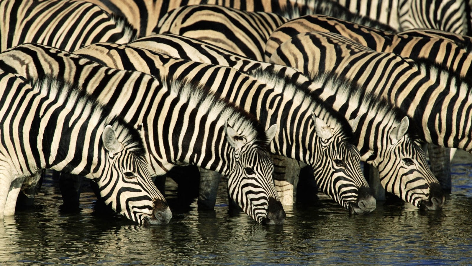 laughaone: Animals Photos