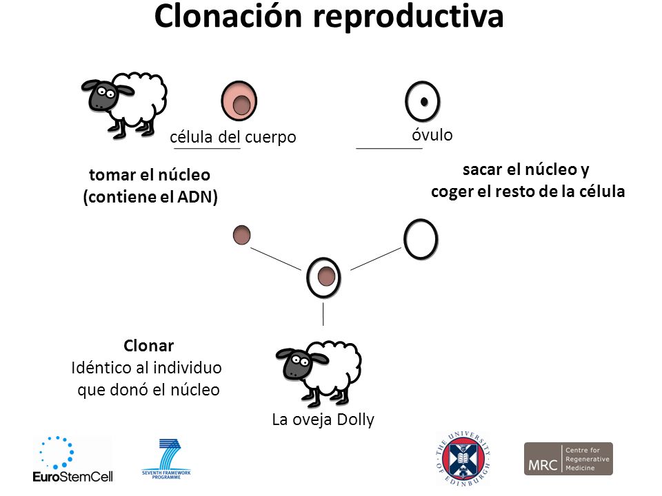 My blog de Religión Clonación.