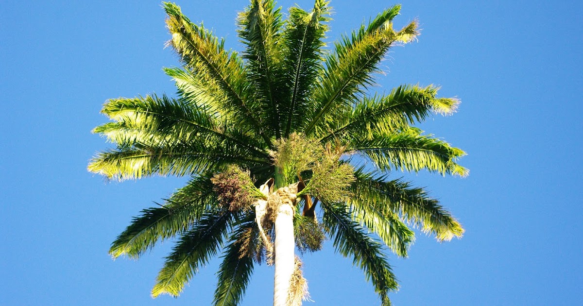 Palmier royal Flore de l’île de la Réunion