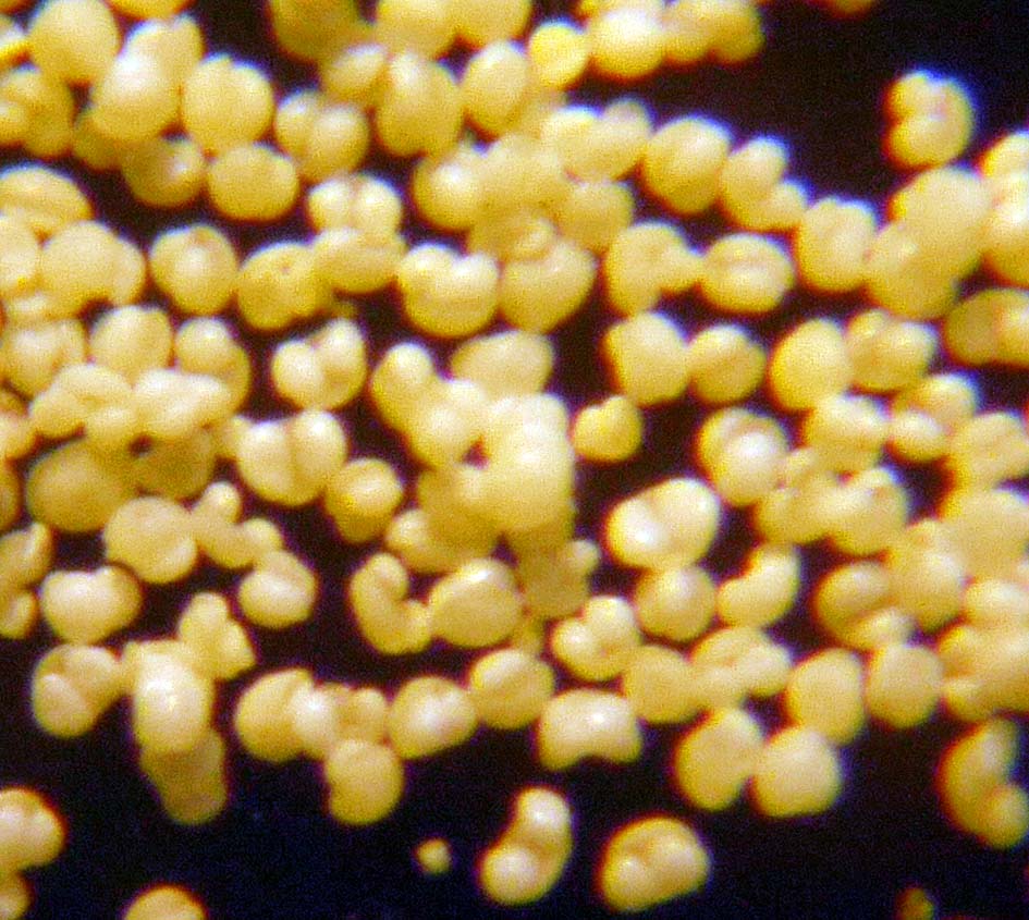 OF CURIOSITIES Conifer pollen