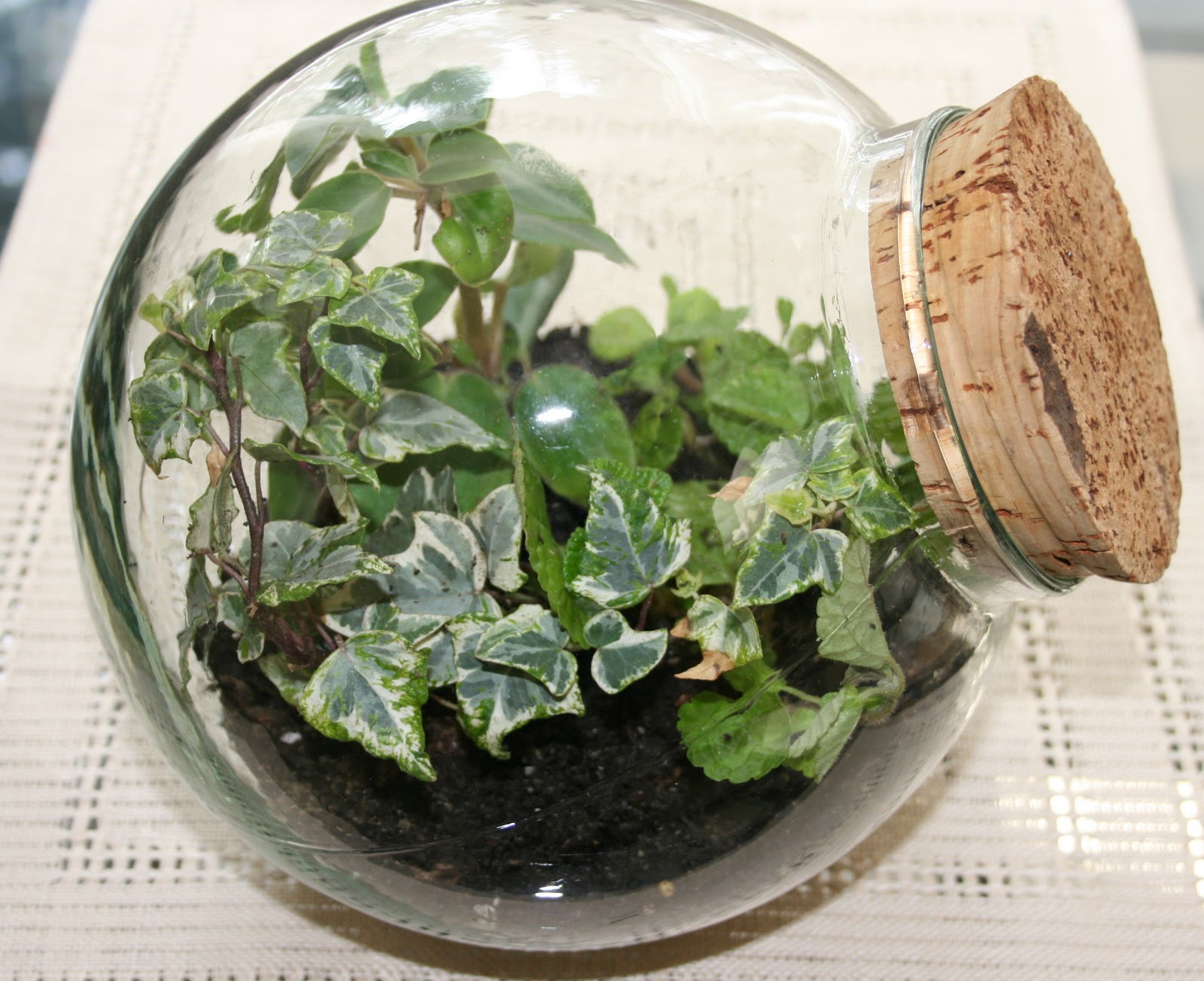 Tombazan Easy indoor gardening and recycling terrariums