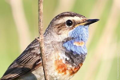 Самец варакушки (Luscinia svecica) Bluethroat