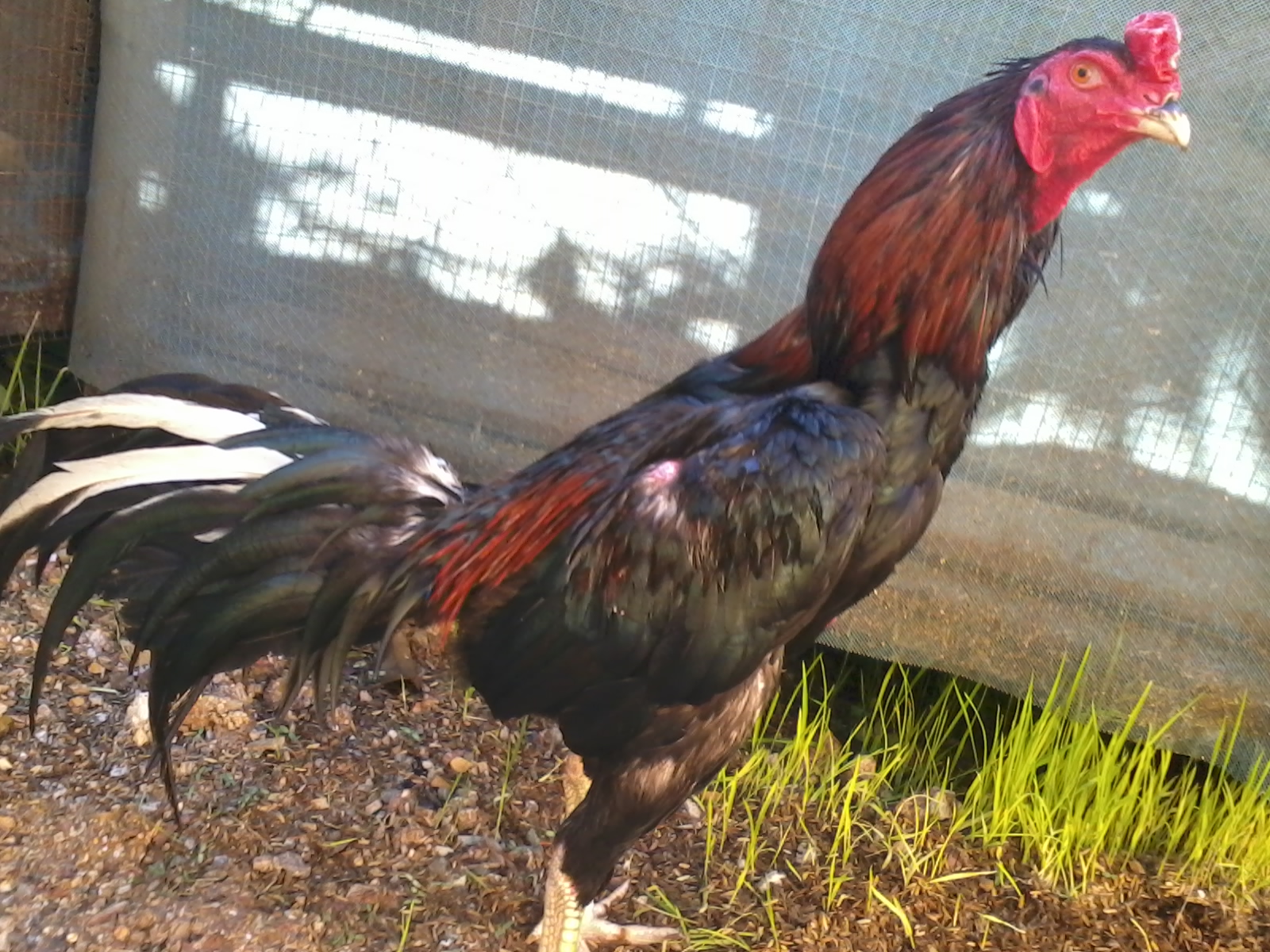  Ayam  Kampung  NorPaka Gambar  gambar ayam kampung  NorPaka 