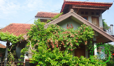 Bunga Melati Belanda di rumah MANGYONO.com Bunga Melati Belanda di rumah MANGYONO.com