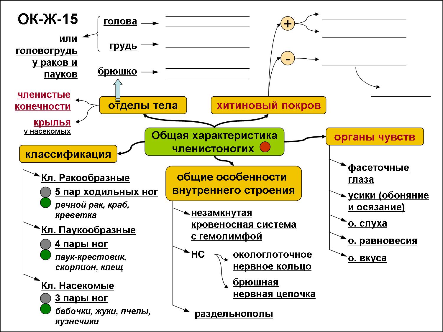 Конспекты уроков биологии 7 класс. Тип плоские черви опорные схемы. Опорный конспект по биологии 7 класс черви. Схемы опорные конспекты по биологии. Тип кишечнополостные ментальная карта.
