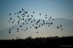 birds flying flock together cuyo talampaya rioja national park quotes flight fly javier etcheberry migrating harvestheart quotesgram sky ground argentina