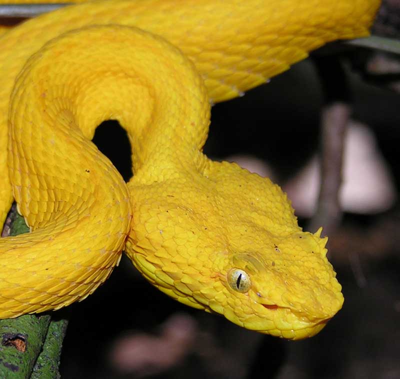 Venomous Eyelash Viper Snake Photos
