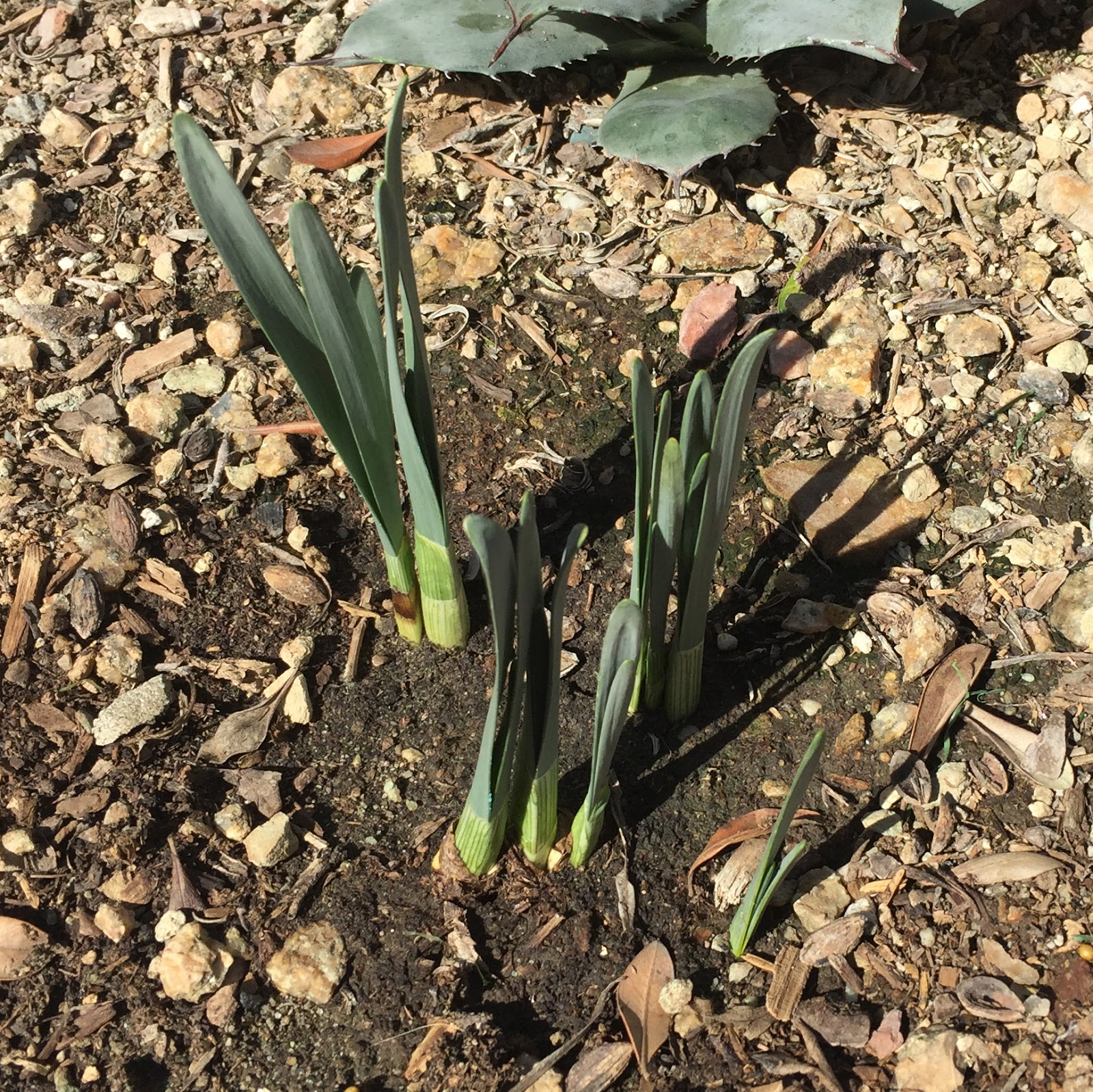 Brad's Tropical Paradise Growing daffodils in the desert King Alfred