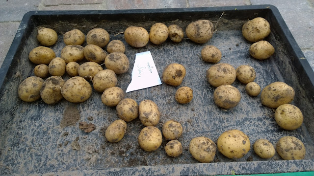 Kartoffelsorte Bionica (c) by Joachim Wenk 