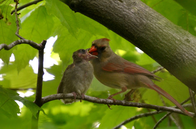 Woods Walks and Wildlife: Baby Cardinal