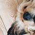 Spaying Your Female Dog thumbnail
