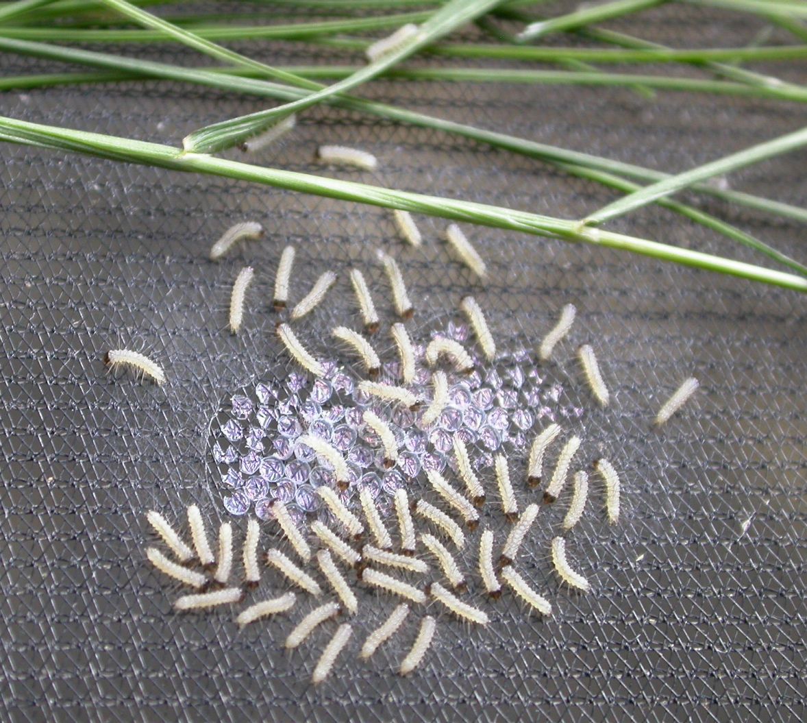 Shandy Hall Moths 27 June 2011 Hairy larvae everywhere
