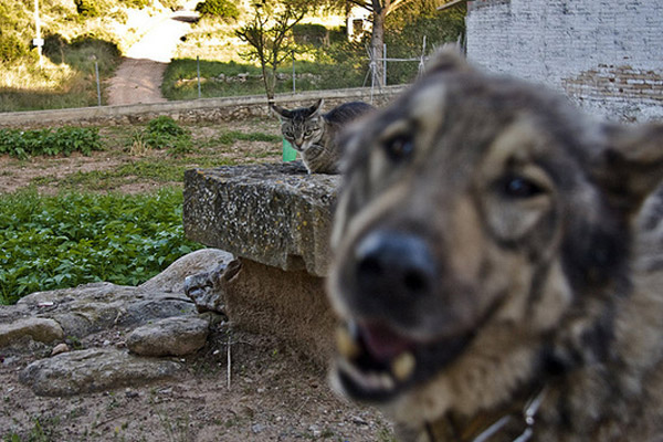 funny animal picture - animal photobomb