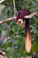 kudremukh national park wildlife malabar giant squirrel chikmaglur karnataka india