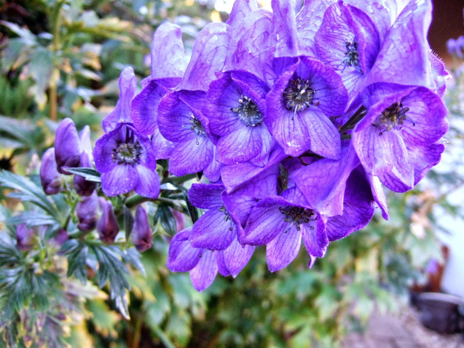 41+ Garten Eisenhut, Seine blüten bereichern vor allem naturnahe