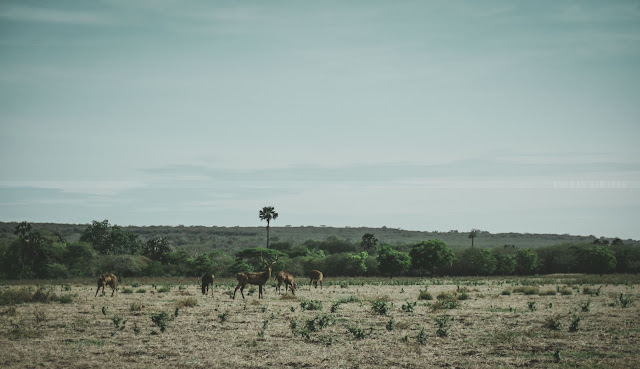 sabana baluran https://www.kulkasgendong.com/