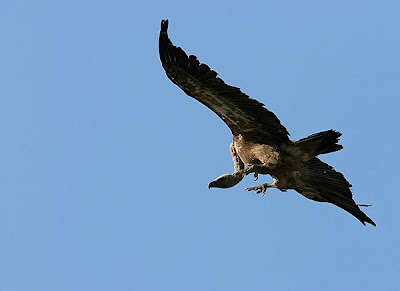 Buitre leonado (Gyps fulvus)