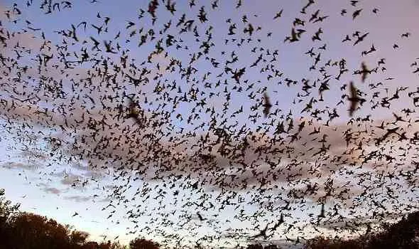 bracken-cave-bats-خفافيش-كهف-بركن