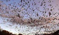 كهف خفافيش بركن: أكبر مستعمرة للخفاش فى العالم