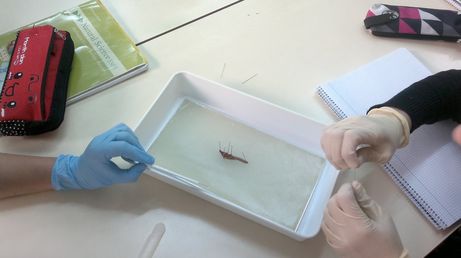 English School Science! Worm dissection!! DBH1