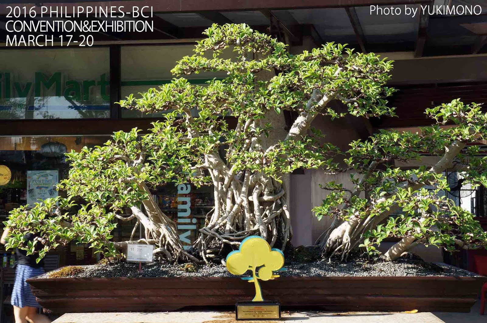 For Your Small Japanese Garden by YUKIMONO Philippines Bonsai Trees