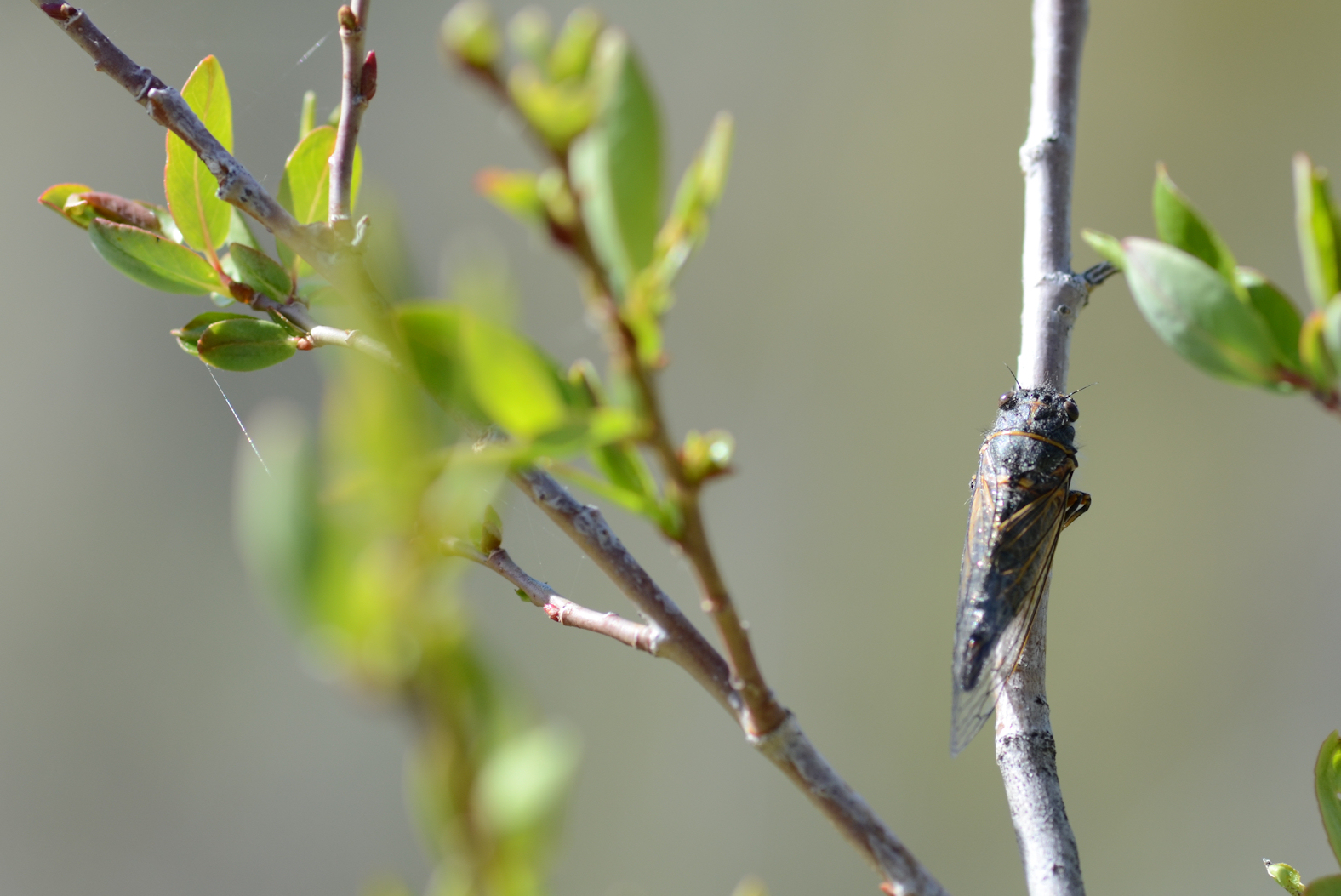 the-sickada-a-foam-cicada-fly-pattern-fly-fish-food