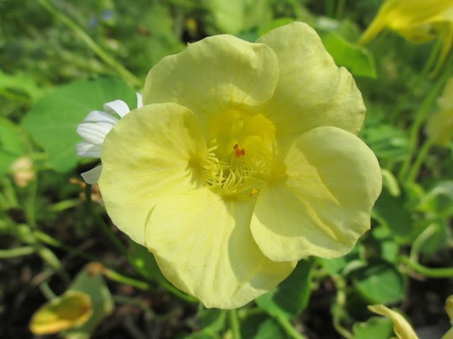 Yellow Nasturtium