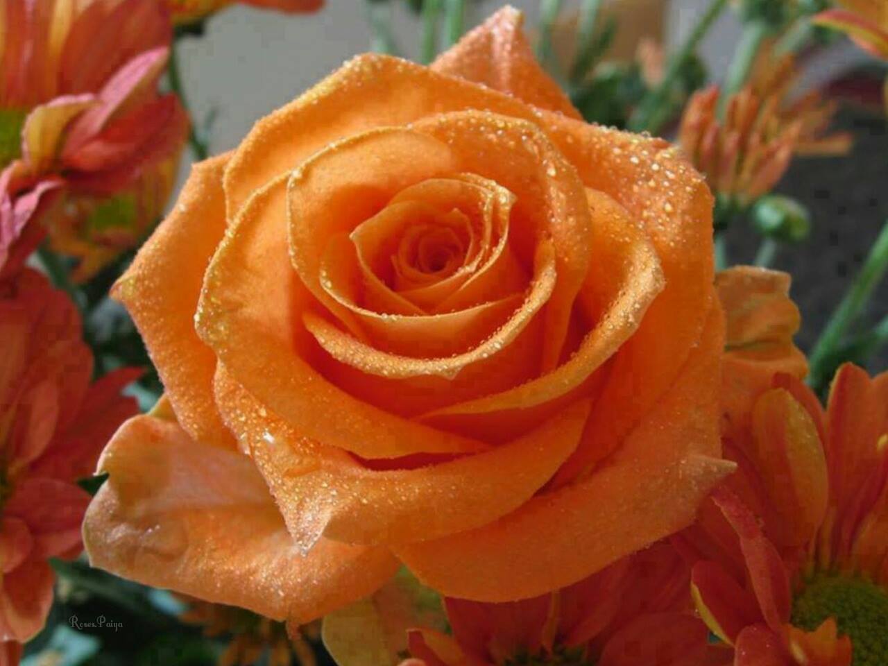 Most Beautiful Orange Colour Roses - Hd Wallpapers For Android, Desktop