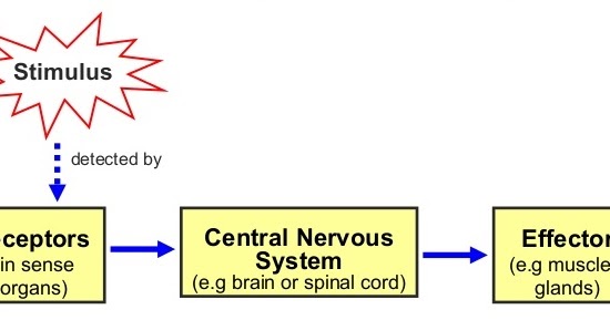 #108 Homeostasis in mammals | Biology Notes for A level