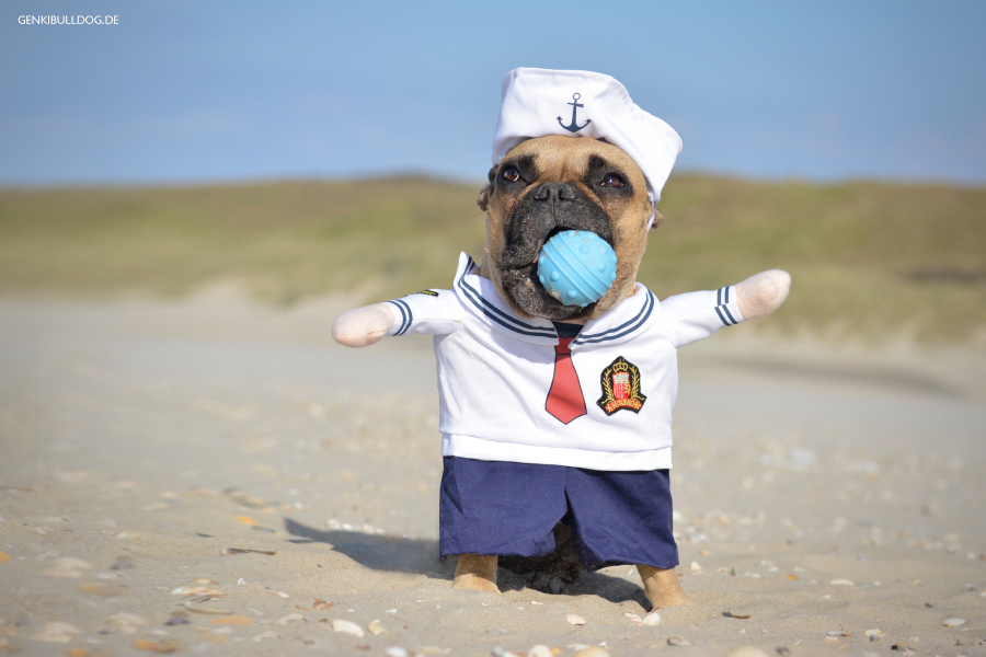 Hundematrose Momo Hundematrose Momo