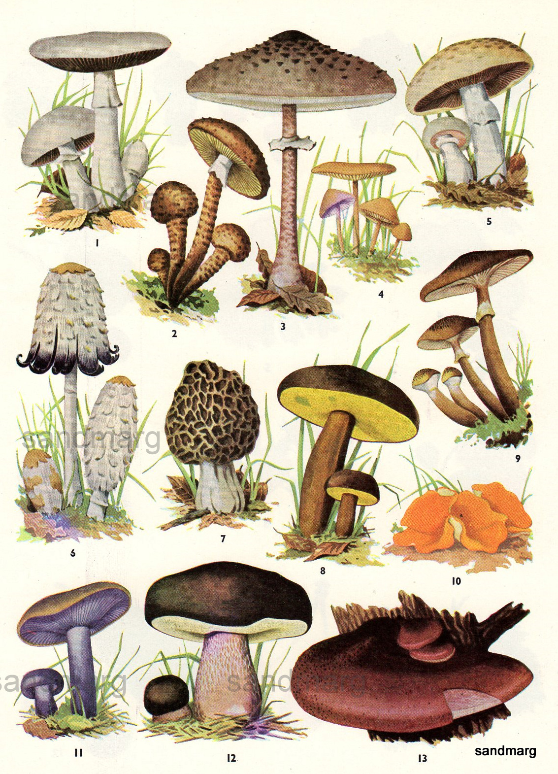 Chart Of Edible Mushrooms