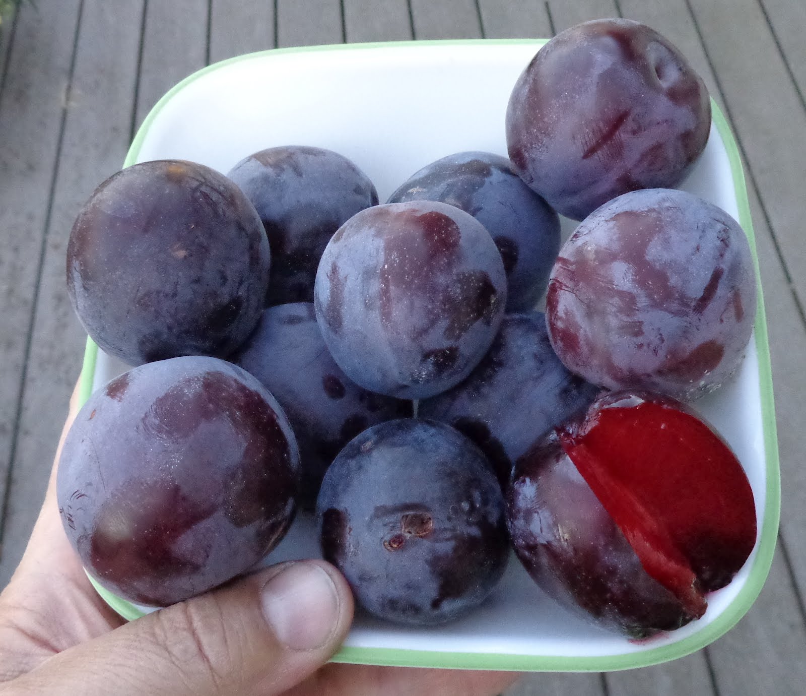 Daniel's Pacific NW Garden Hollywood Plums