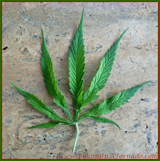 Four leaf clover, or not. | www.BakingInATornado.com | #humor #StPatricksDay