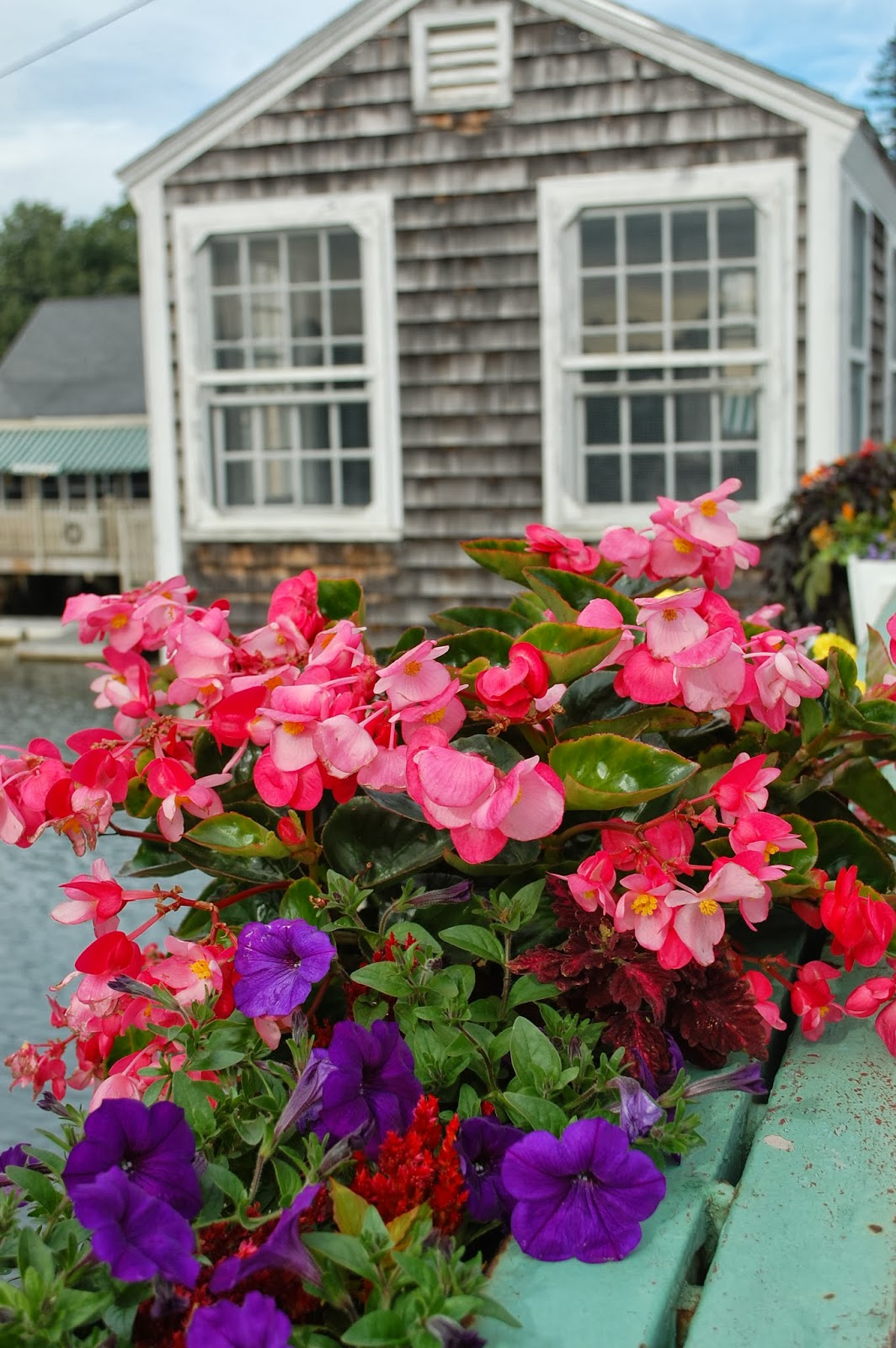 Sprouts Flowers Around Town Beautiful Kennebunkport, Maine