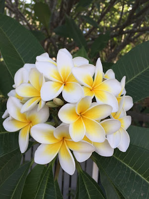 sannabanana sannabanana