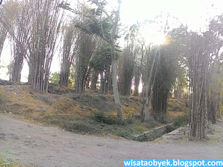 Hutan Bambu Surabaya taman bambu keputih surabaya
