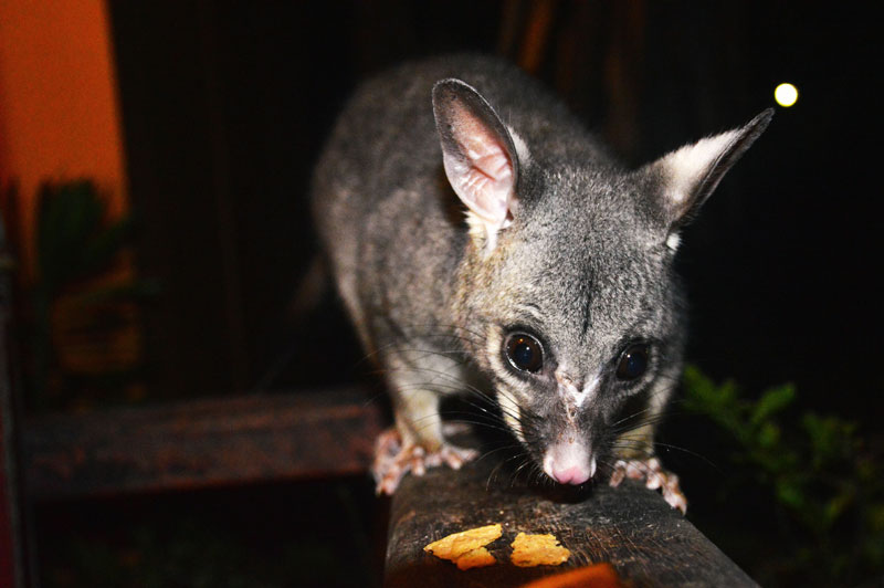 feeding wild possums magnetic island feeding wild possums magnetic island