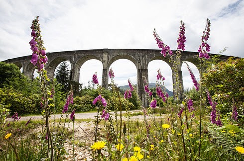 arcos del viaducto en segundo plano y en primero flores violetas