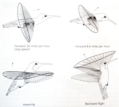 ACravan: Ornicopia 11: Are hummingbirds the only birds that fly backward?