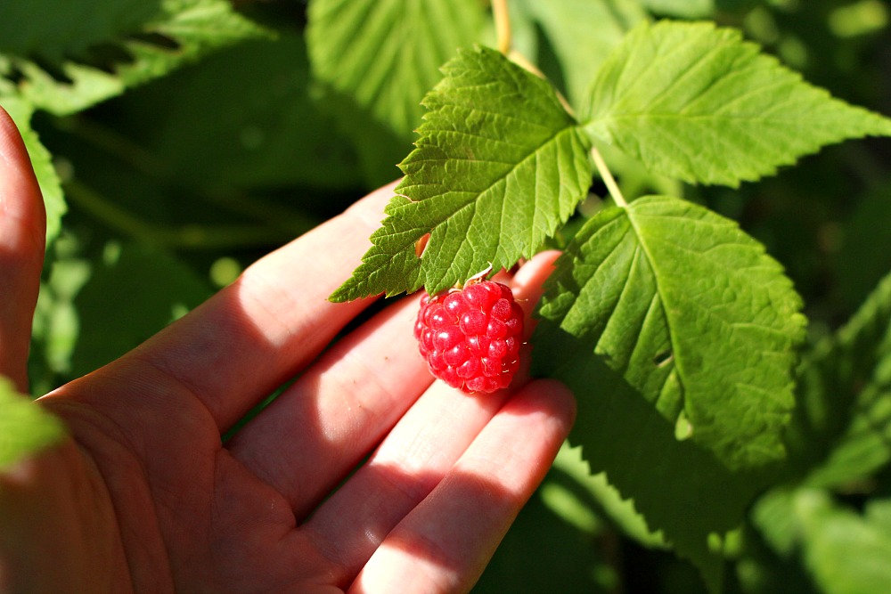 Raspberry Fresh Raspberry